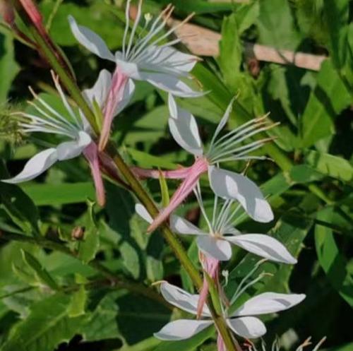 月见草花的花语是什么？它在花语中承载着怎样的意义？