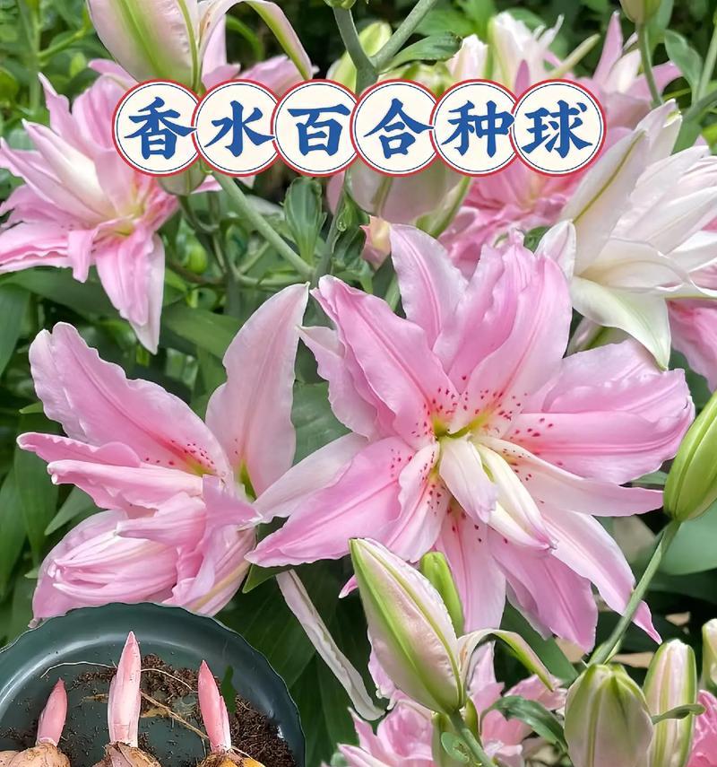 百合花作为礼物的寓意是什么？