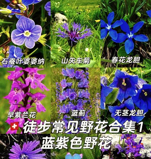 龙胆花的花语是什么意思？龙胆花语有何特殊含义？