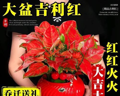 乔迁新居时送哪种花木盆栽最合适？花木盆栽的选择有什么讲究？