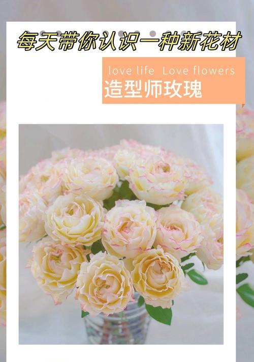 粉色玫瑰花代表了什么？它的花语是什么？