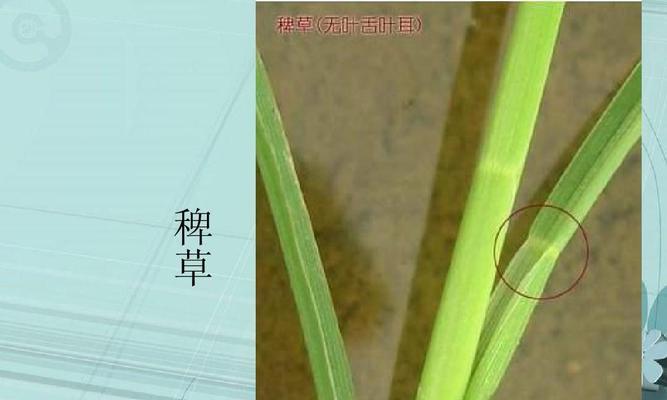 水稻田中的水有何作用？水稻生长中水的含义是什么？