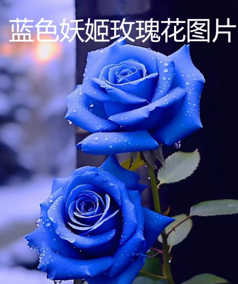 蓝色玫瑰的花语是什么？蓝色玫瑰代表的含义有哪些？