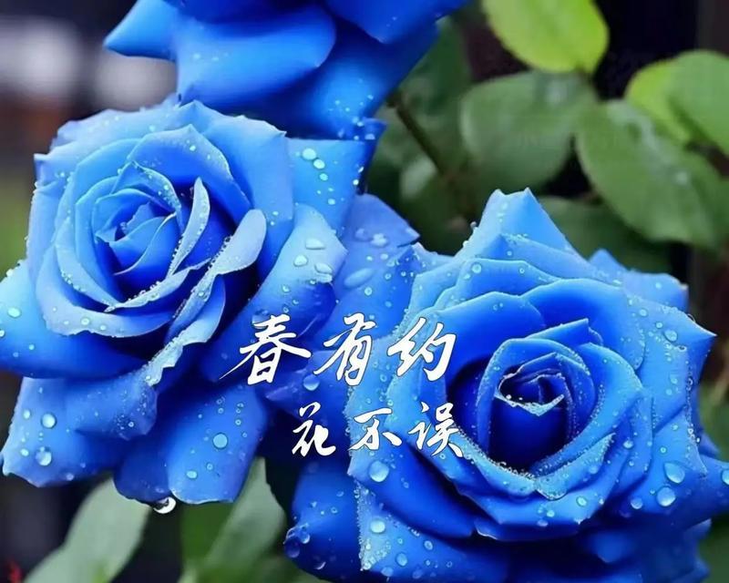 男朋友送发光玫瑰花什么意思？发光玫瑰花代表的含义是什么？