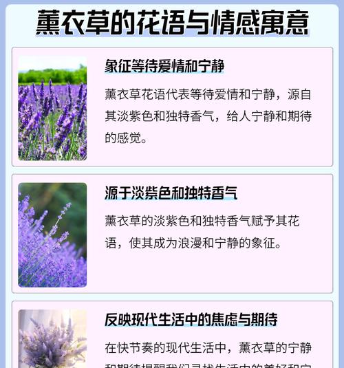 13朵粉色玫瑰的花语是什么？它通常用来表达什么情感？