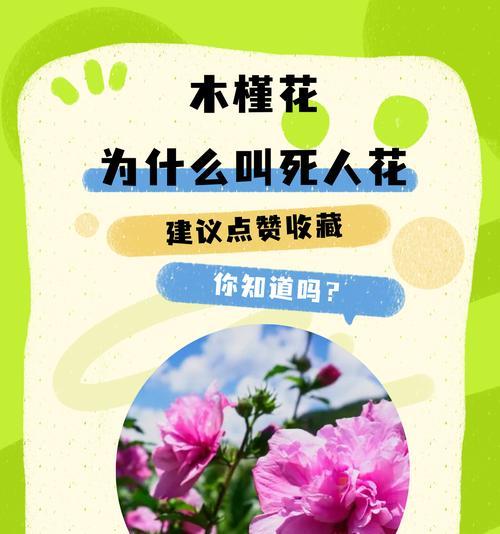 花卉简介应该包含哪些内容？