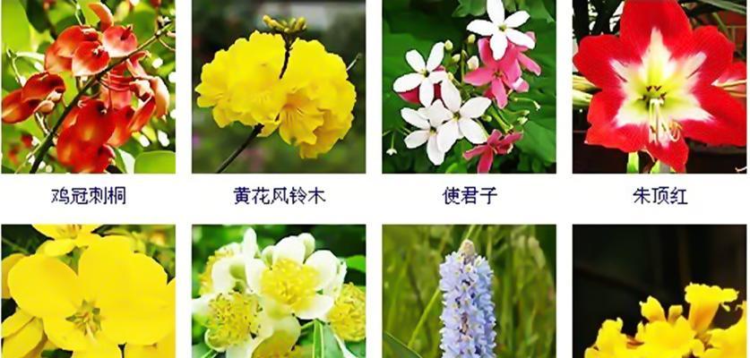 穿花卉的含义是什么？穿花卉的行为代表什么？