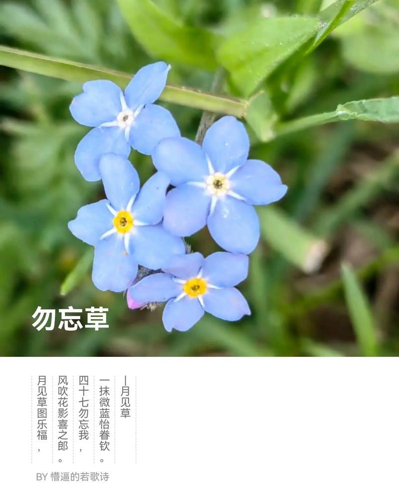 毋忘我花语代表什么？这种花在情感表达中通常意味着什么？