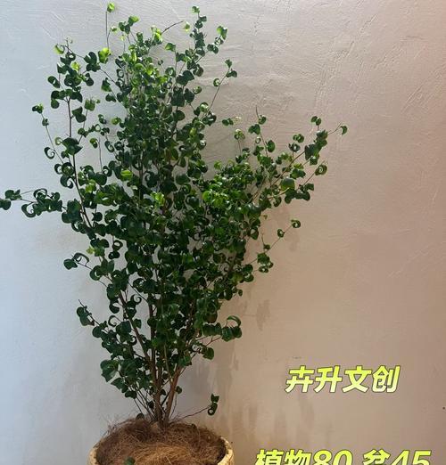 永城花卉市场东边的农场叫什么名字？那里有什么特色植物？