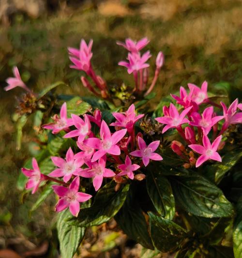 五星花是什么植物？冬天如何照料五星花？