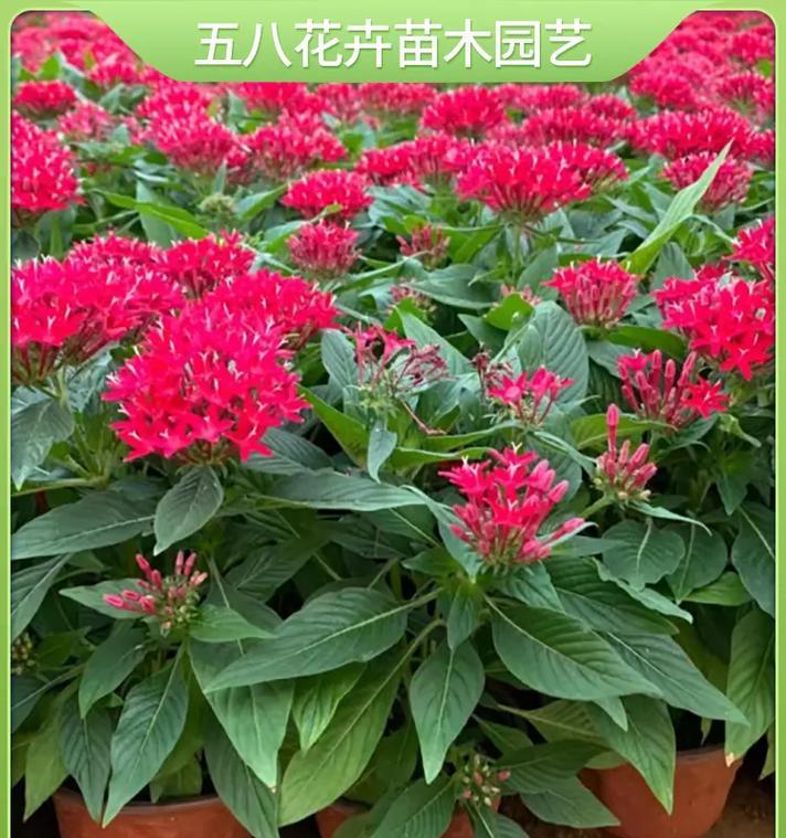 五星花是什么植物？冬天如何照料五星花？