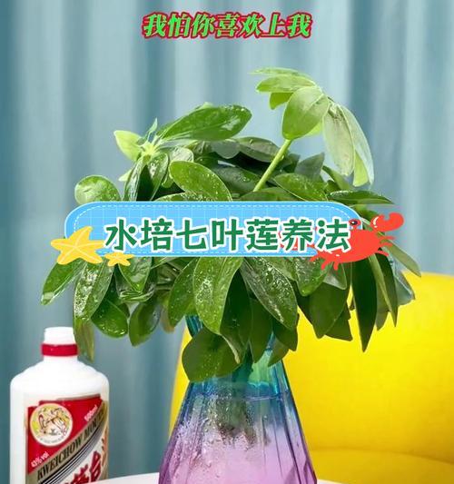 荷叶盆景植物的养护方法是什么？需要注意什么？