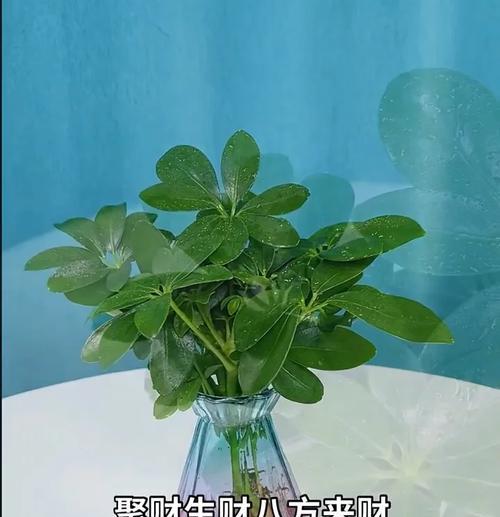 荷叶盆景植物的养护方法是什么？需要注意什么？