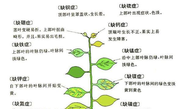 植物缺氮的补救措施和注意事项是什么？