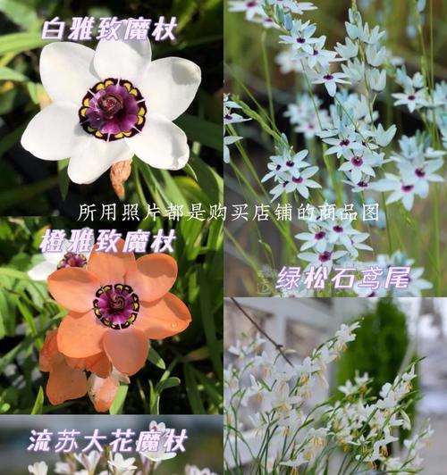 魔肥适合哪些花卉生长快？桌面植物护眼膜怎么用？