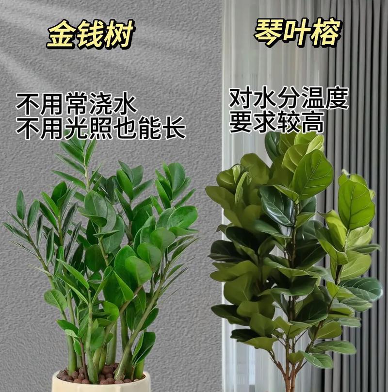 花卉绿植盆栽常用的配音有哪些？如何选择合适的配音？