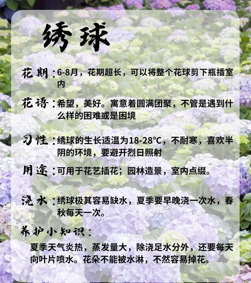 种球花期长的花卉品种有哪些？它们的花期能持续多久？