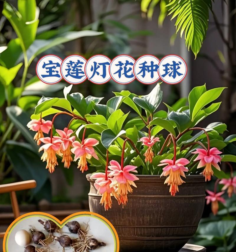 种球花期长的花卉品种有哪些？它们的花期能持续多久？