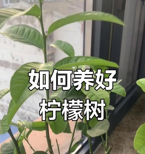 柠檬盆栽的养护技巧有哪些？如何确保柠檬健康生长？