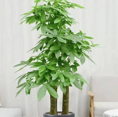 室外适合种植哪些容易养活的植物？如何选择适合室外环境的植物？