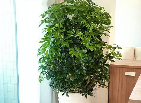 有哪些结实耐活的花卉植物？这些植物有什么特点？