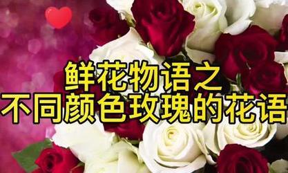 15朵玫瑰的花语和含义是什么？