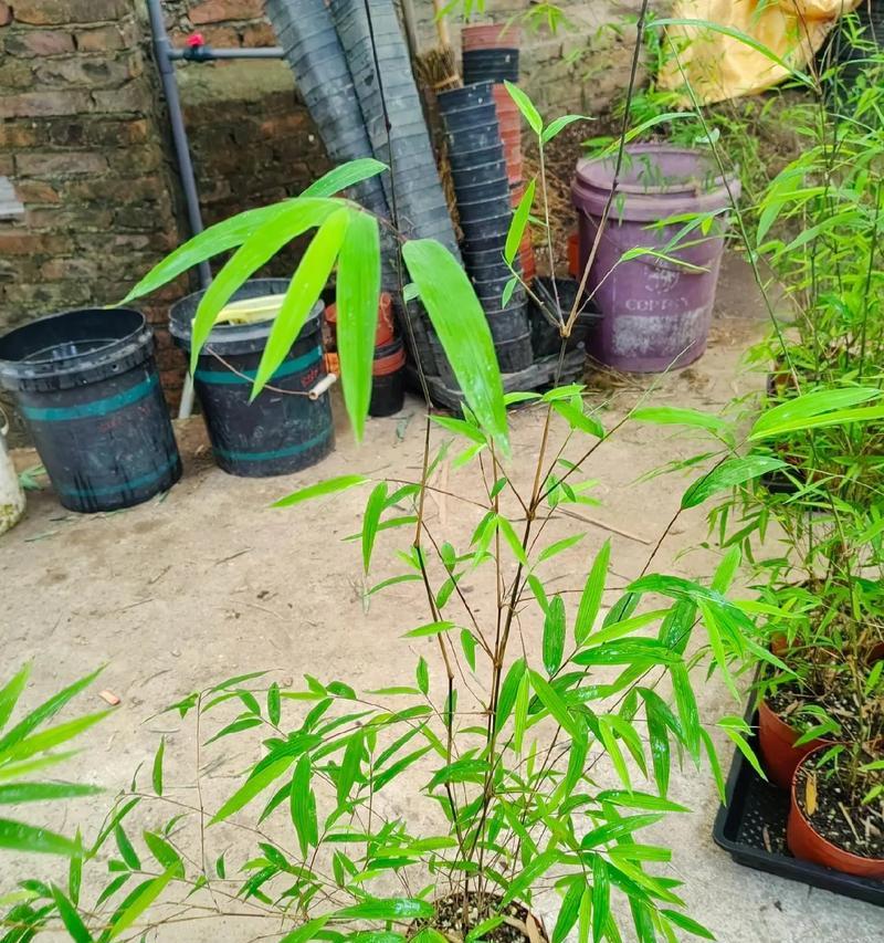 北方地区适合种植哪些类型的竹子盆栽？