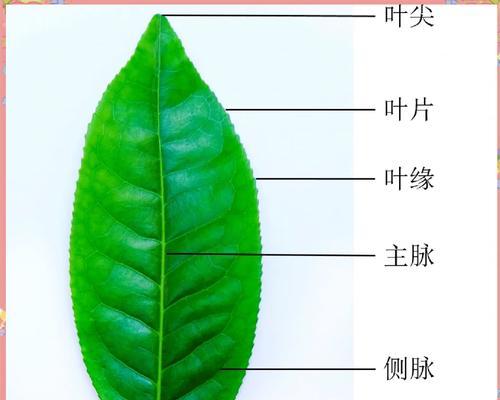 植物叶片有哪些形态？如何识别不同的叶片形态？