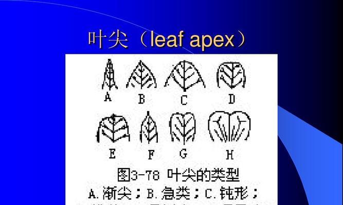 植物叶片有哪些形态？如何识别不同的叶片形态？