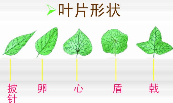 植物叶片有哪些形态？如何识别不同的叶片形态？