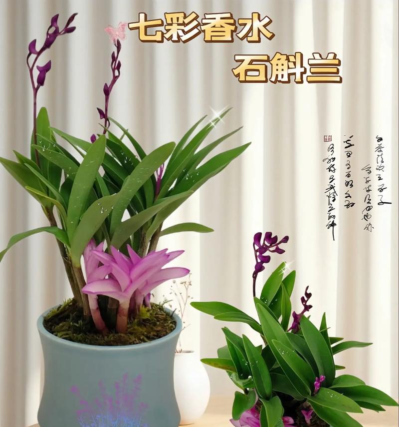 石斛香花植物的养殖方法是什么？需要注意哪些问题？