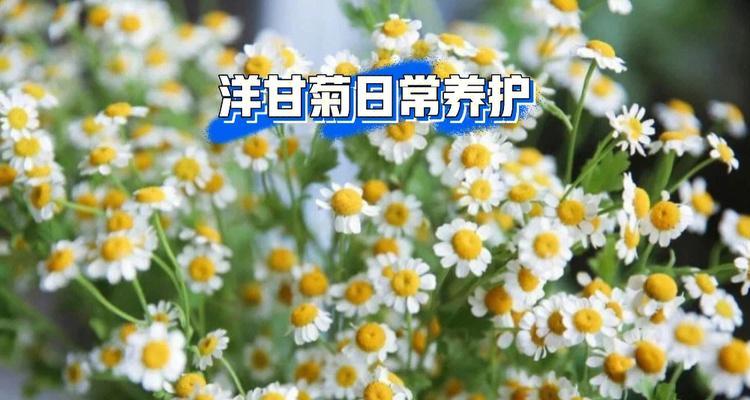 墓地适合种植哪些花草？它们的寓意和养护方法是什么？