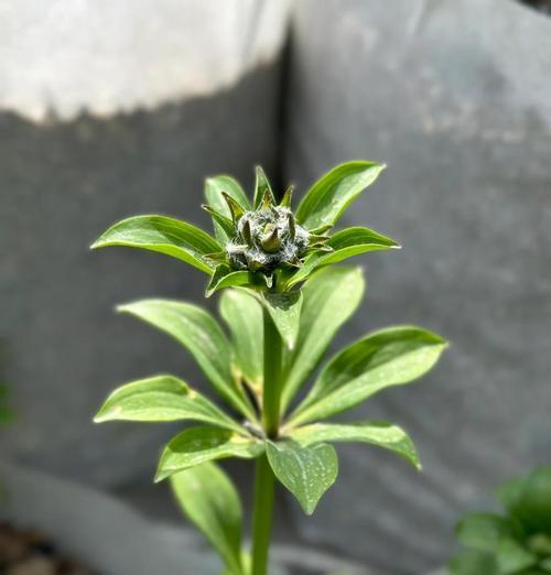 百合种植会破坏土壤吗？种植百合对土地的影响是什么？