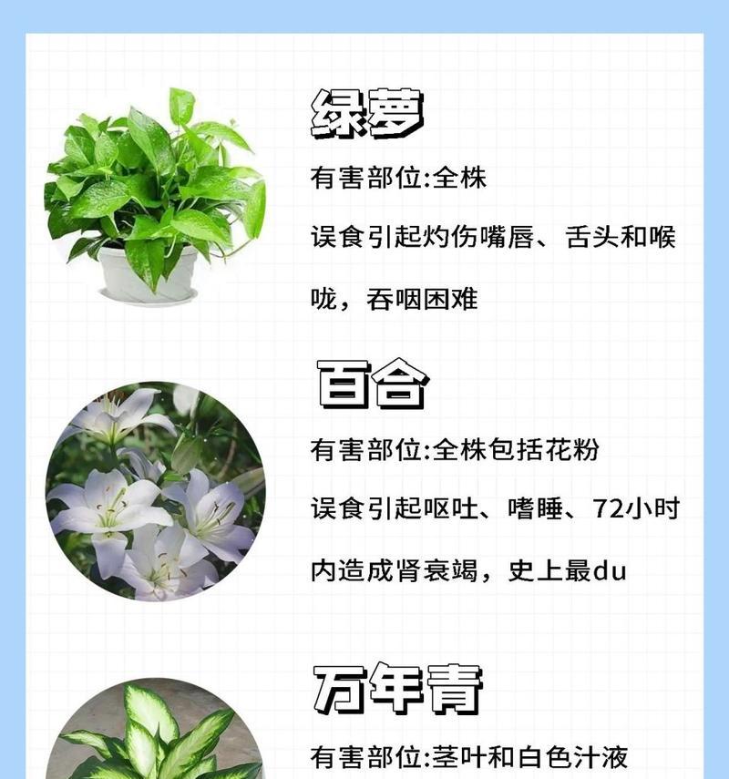 哪些花卉名称是禁忌？