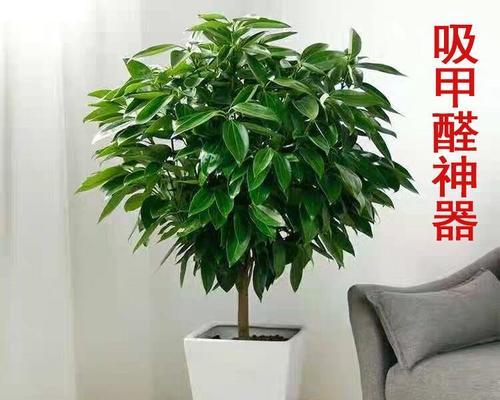 室内适合摆放哪些植物？它们有什么好处？