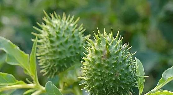 请饽饽植物的特性是什么？