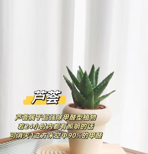 哪些植物具有去除甲醛的能力？它们的效果如何？