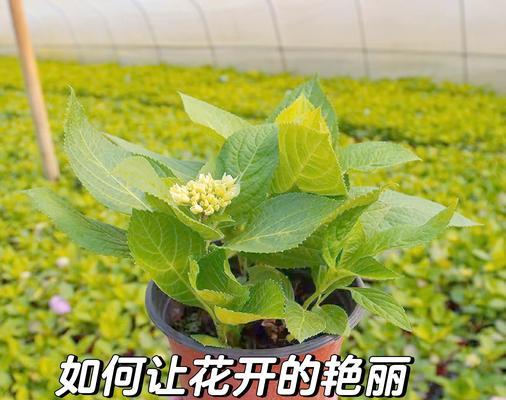 花卉肥料颗粒的配制标准是什么？如何正确配制？