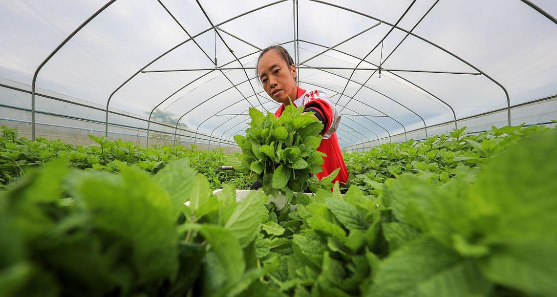 蓼汀是什么植物？它有哪些独特的特性？