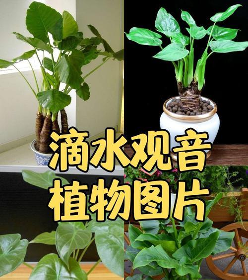 蓼汀是什么植物？它有哪些独特的特性？