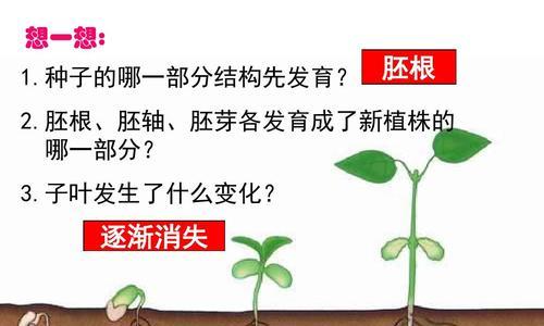 植物的胚是什么？植物胚的发育过程是什么？