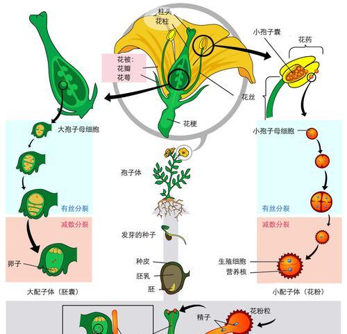 植物的胚是什么？植物胚的发育过程是什么？