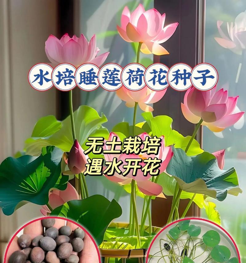 水培植物应该使用哪种水？