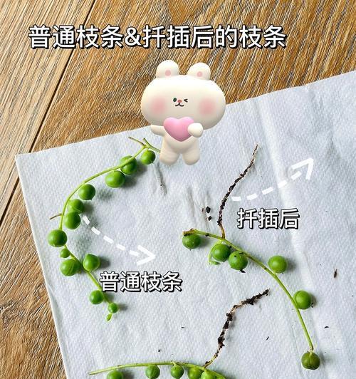 佛珠植物的养护方法是什么？