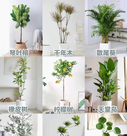 家庭环境中最适合养哪些植物？这些植物对环境有何益处？