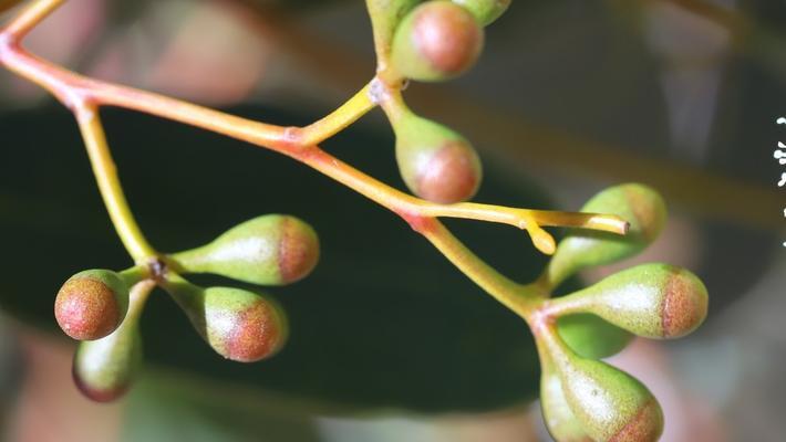 有哪些植物会斜着生长？这种生长方式的原因是什么？