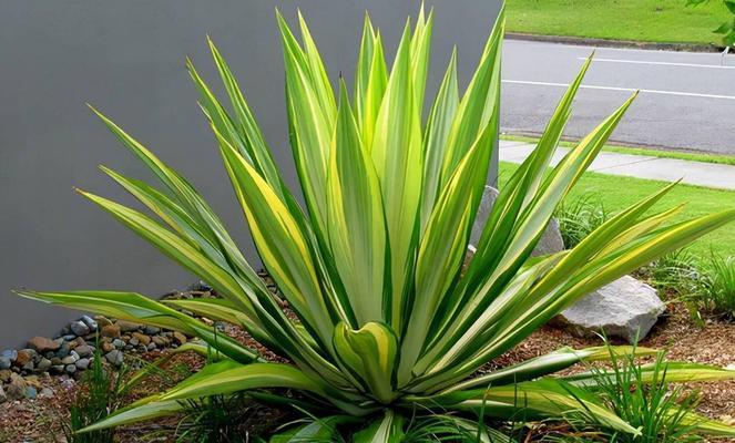 庭院植物种植中遇到的“怪”如何应对？有哪些种植挑战及解决方法？