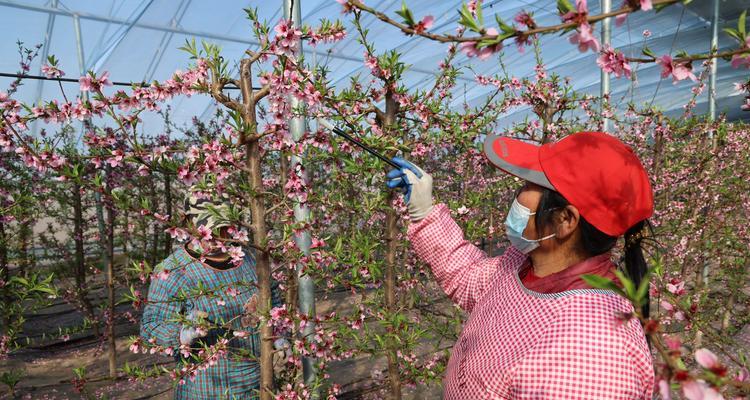 花卉大棚的维护知识是什么？如何提高花卉大棚的效率？