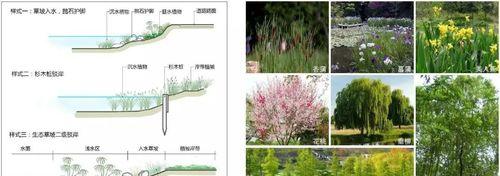 植物如何用于调制臭水？有哪些有效方法？