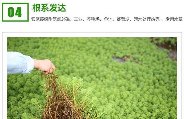 植物如何用于调制臭水？有哪些有效方法？